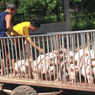 Can Filipino hog raisers compete with imported pork?