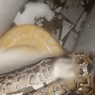 Kittens allegedly fed to pet snake in Laguna