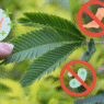 Makahiya shows promising wound-healing, antibacterial, and anti-inflammatory benefits