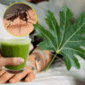 Papaya leaves may help raise dengue patients’ platelet