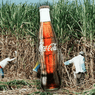 Sugar groups welcome Coca-Cola’s commitment to use local sugar